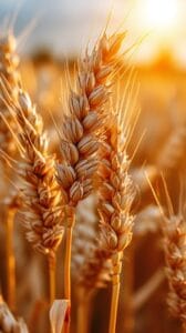 wheat grain ready for harvest